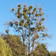 Mistletoe preying on a host